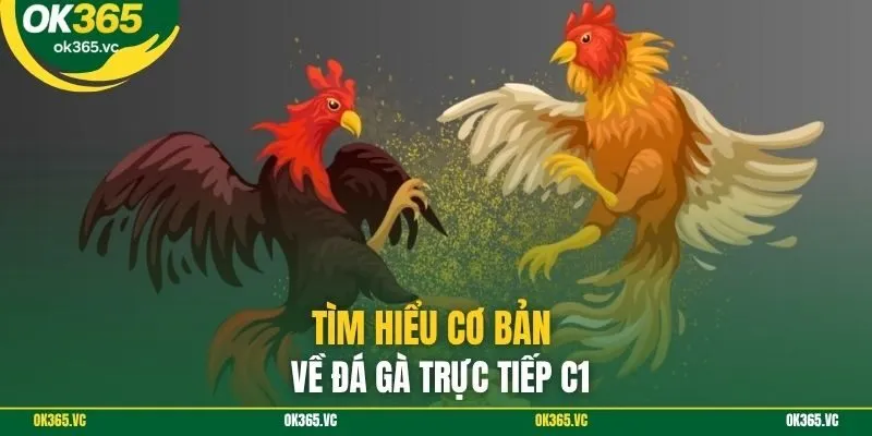 Tìm hiểu cơ bản về đá gà trực tiếp C1