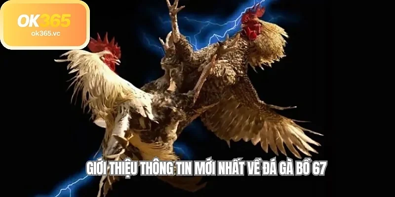 Giới thiệu thông tin mới nhất về đá gà bồ 67