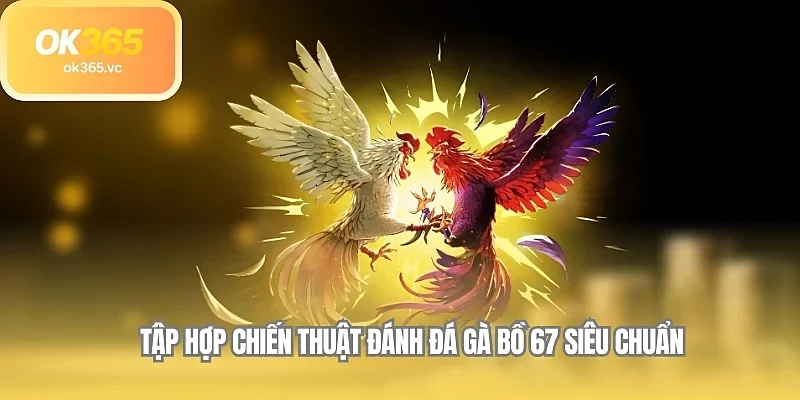 Tập hợp chiến thuật đánh đá gà bồ 67 siêu chuẩn